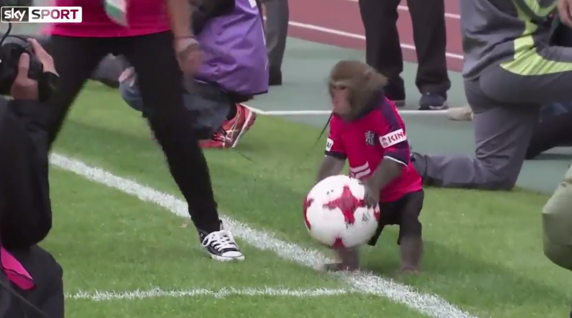 Fragwürdige Aktion in Japan: Affe bringt Schiedsrichter den Ball - Sky ...