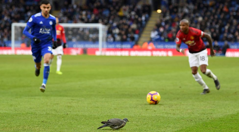 LEICESTER, ENGLAND - FEBRUARY 03:  A pigeon sits on the pitch as play goes on during the Premier League match between Leicester City and Manchester United at The King Power Stadium on February 3, 2019 in Leicester, United Kingdom.  (Photo by Michael Regan/Getty Images)